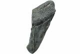 Partial Fossil Megalodon Tooth - South Carolina #226545-1